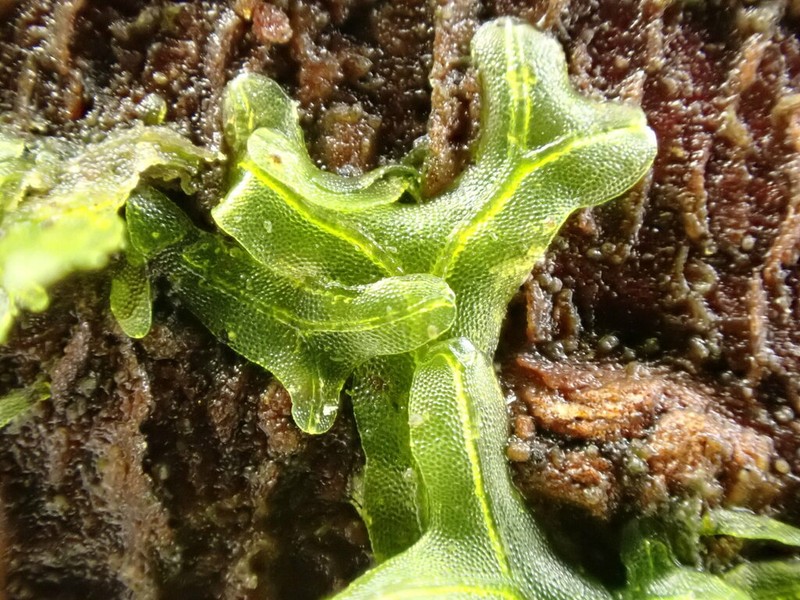 Metzgeria temperata photo 8