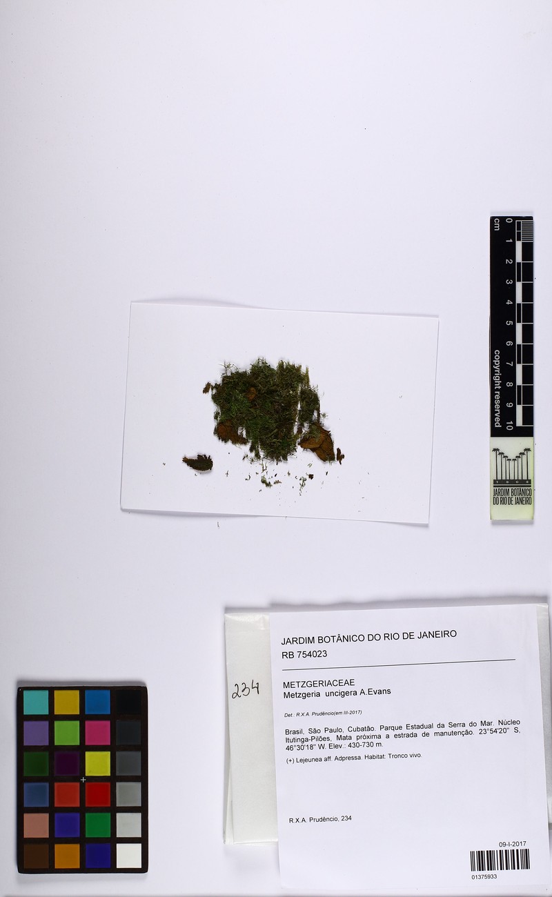 Metzgeria uncigera photo 2