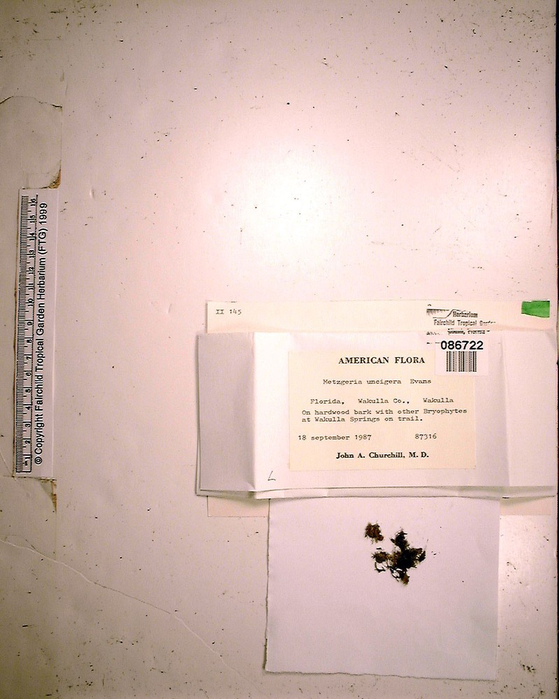 Metzgeria uncigera photo 6
