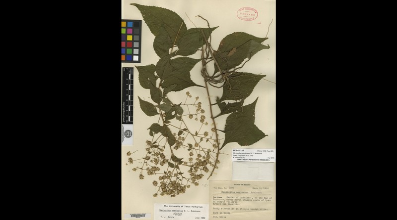 Mexianthus mexicanus