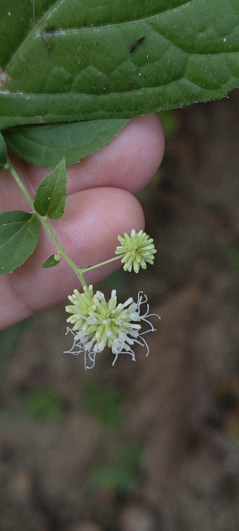 Mexianthus mexicanus photo 3