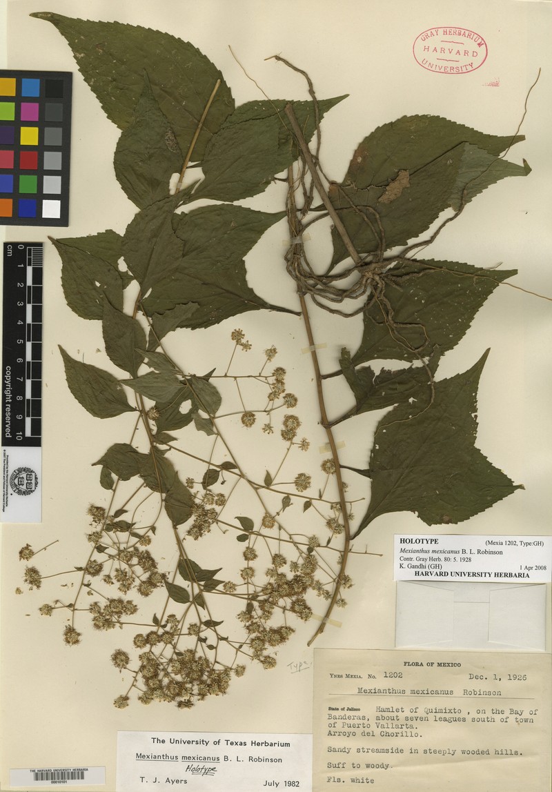 Mexianthus mexicanus photo 5