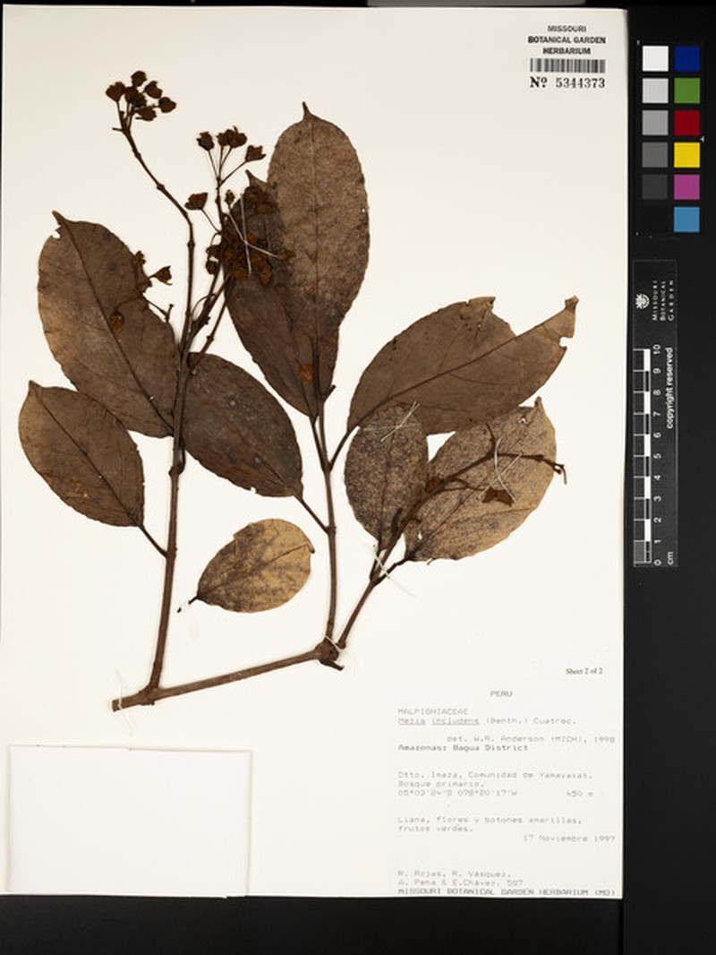 Mezia peruviana