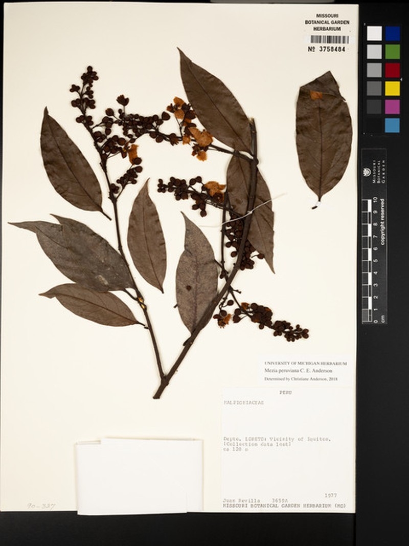 Mezia peruviana photo 2