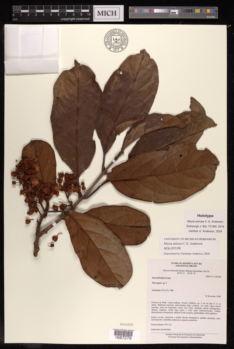 Mezia sericea