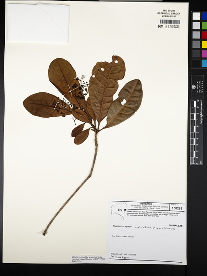 Mezilaurus revolutifolia photo 2