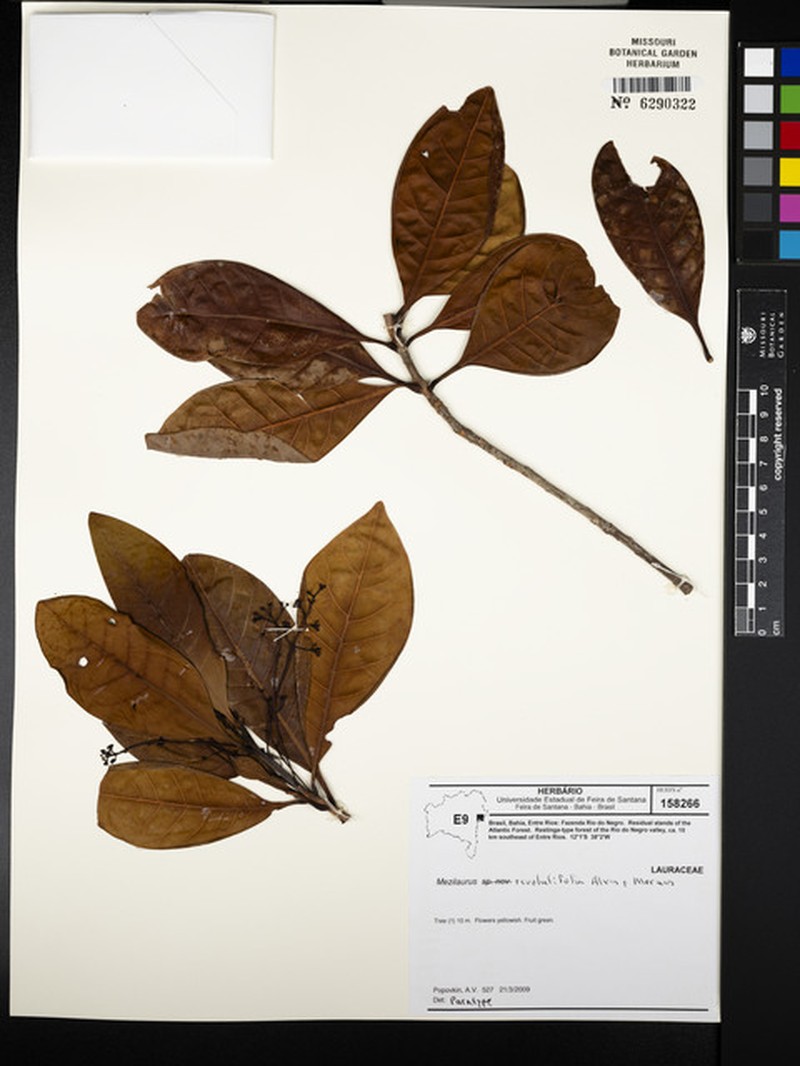 Mezilaurus revolutifolia photo 3