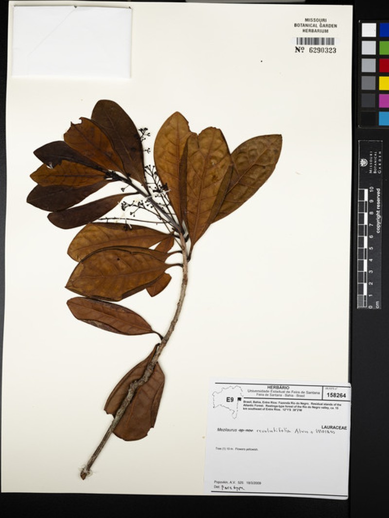 Mezilaurus revolutifolia photo 4