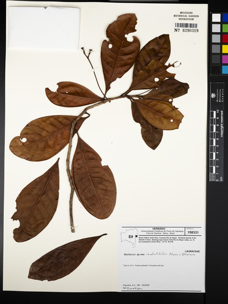 Mezilaurus revolutifolia photo 5