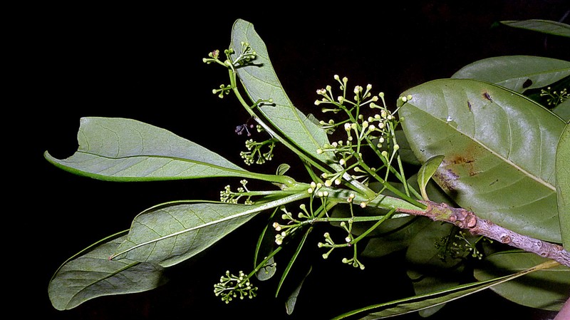 Mezilaurus revolutifolia