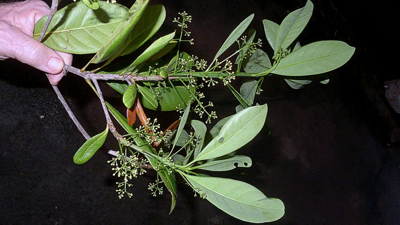 Mezilaurus revolutifolia photo 6