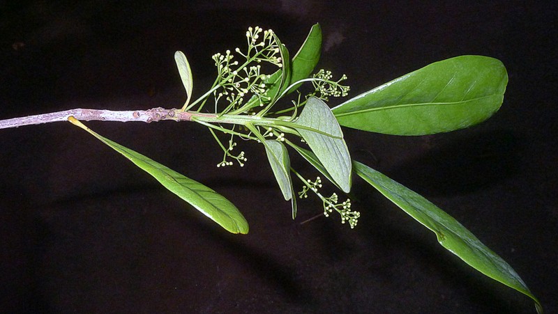 Mezilaurus revolutifolia photo 7