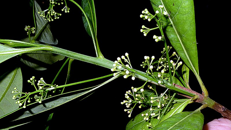 Mezilaurus revolutifolia photo 8