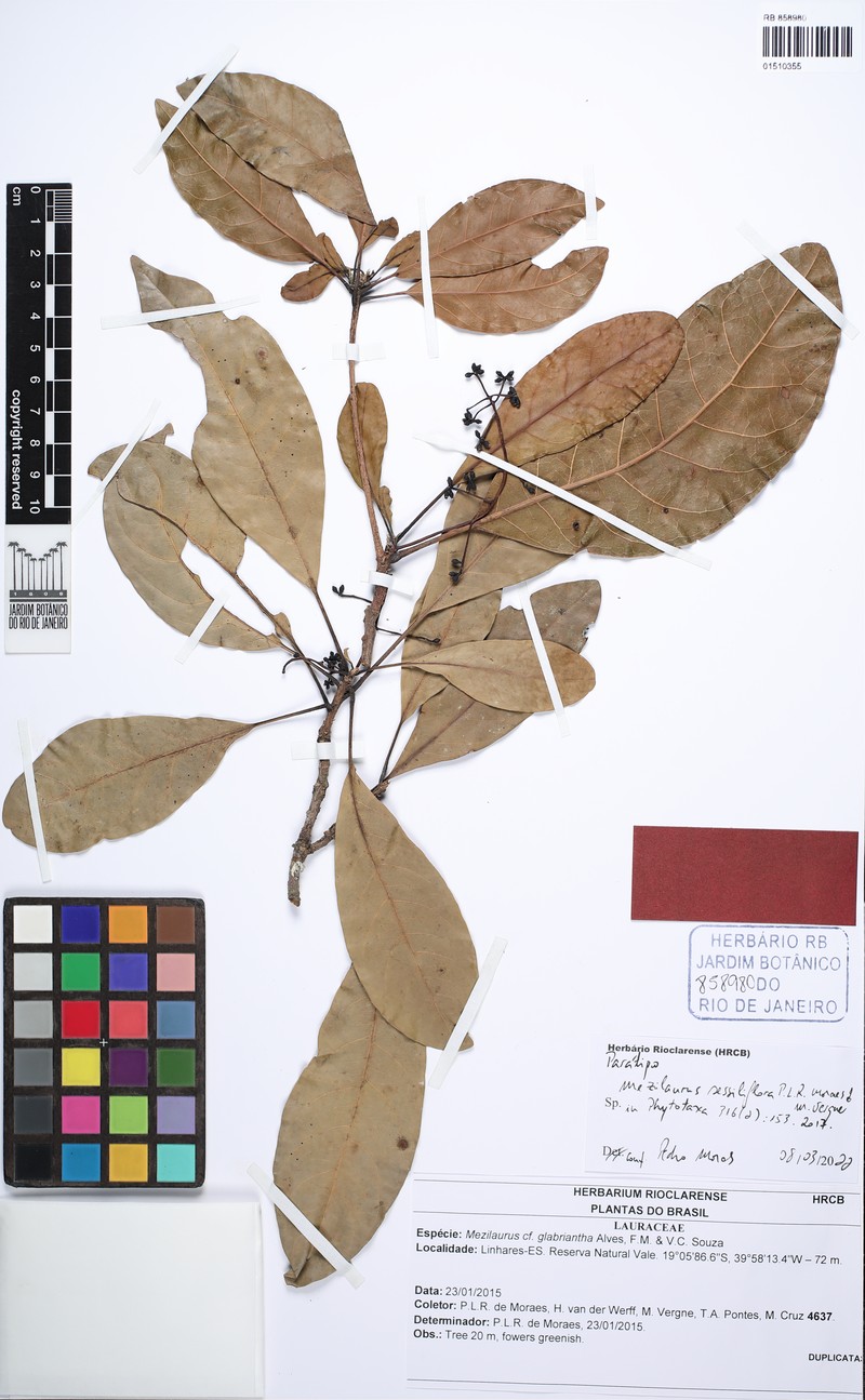 Mezilaurus sessiliflora