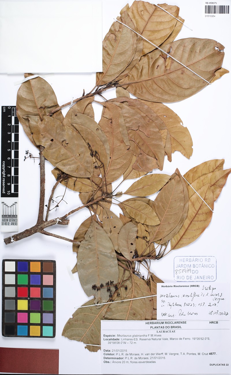 Mezilaurus sessiliflora photo 2