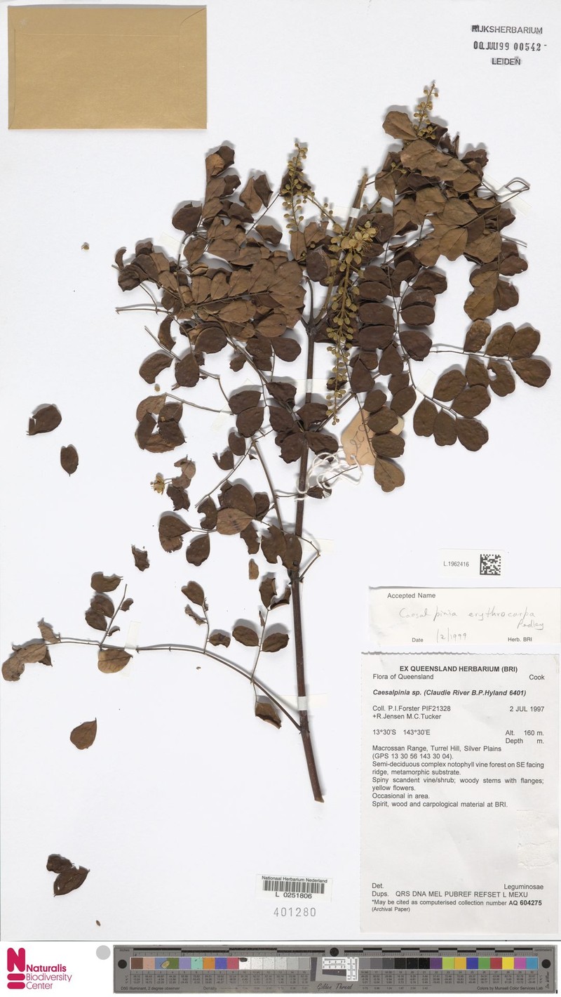 Mezoneuron erythrocarpum