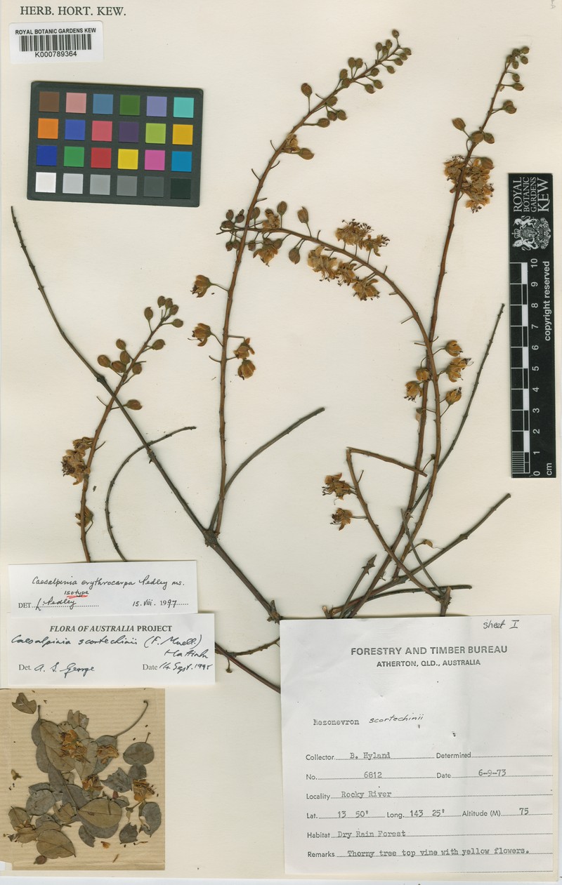 Mezoneuron erythrocarpum photo 2