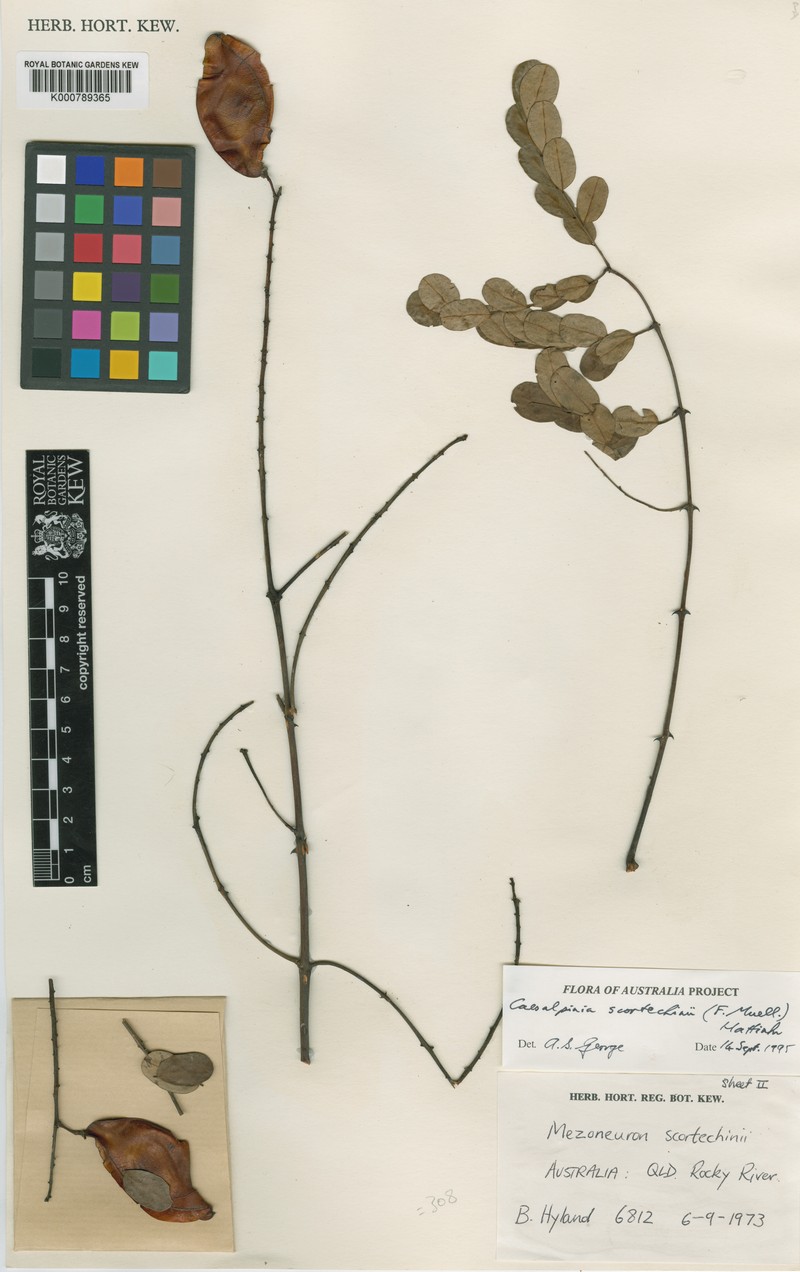 Mezoneuron erythrocarpum photo 3