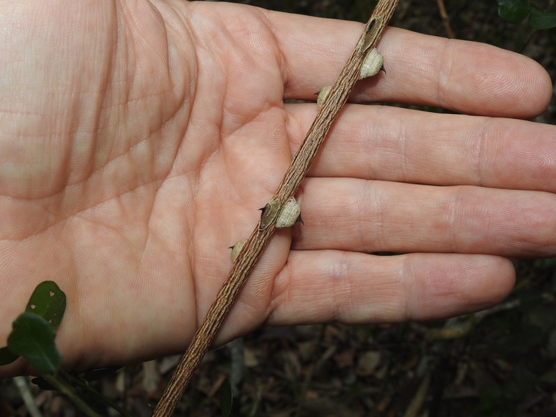 Mezoneuron nitens