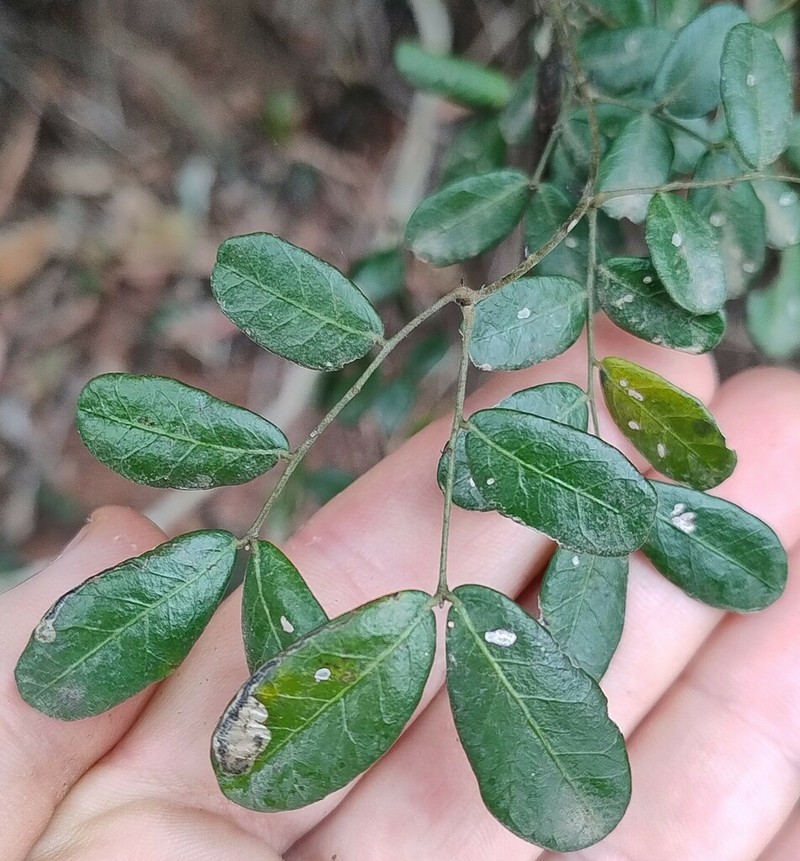 Mezoneuron nitens photo 2