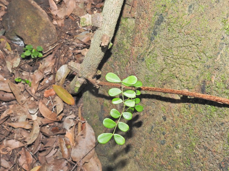 Mezoneuron nitens photo 3
