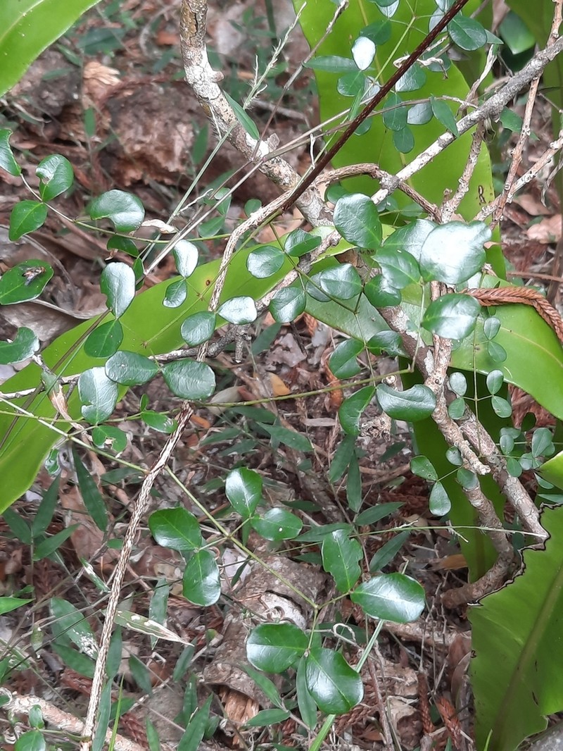 Mezoneuron nitens photo 4