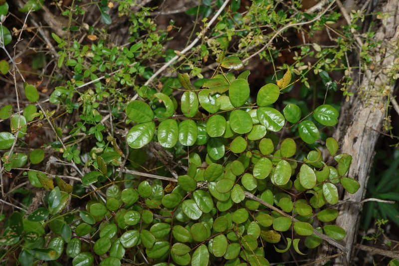Mezoneuron nitens photo 5