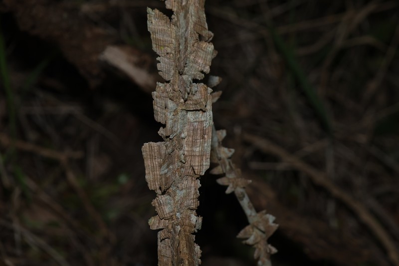 Mezoneuron nitens photo 6