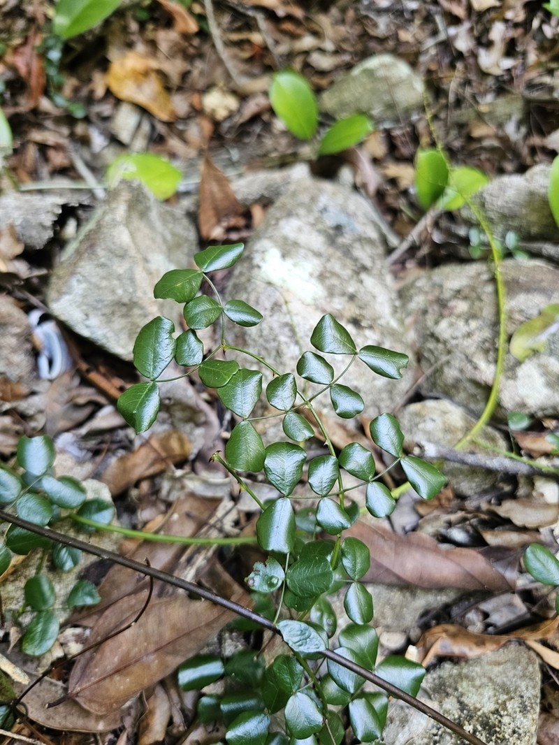 Mezoneuron nitens photo 7