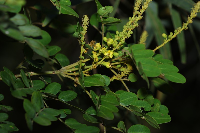 Mezoneuron nitens photo 8