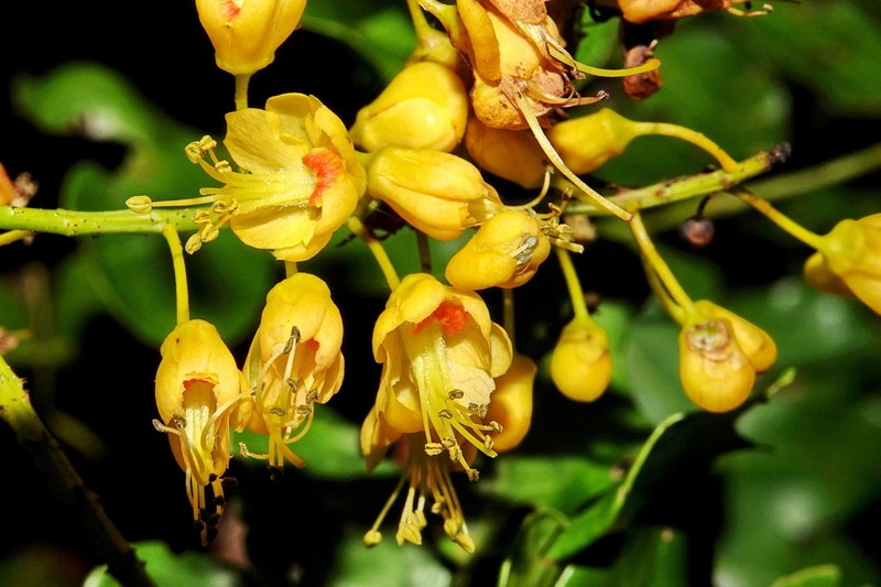 Mezoneuron rubiginosum