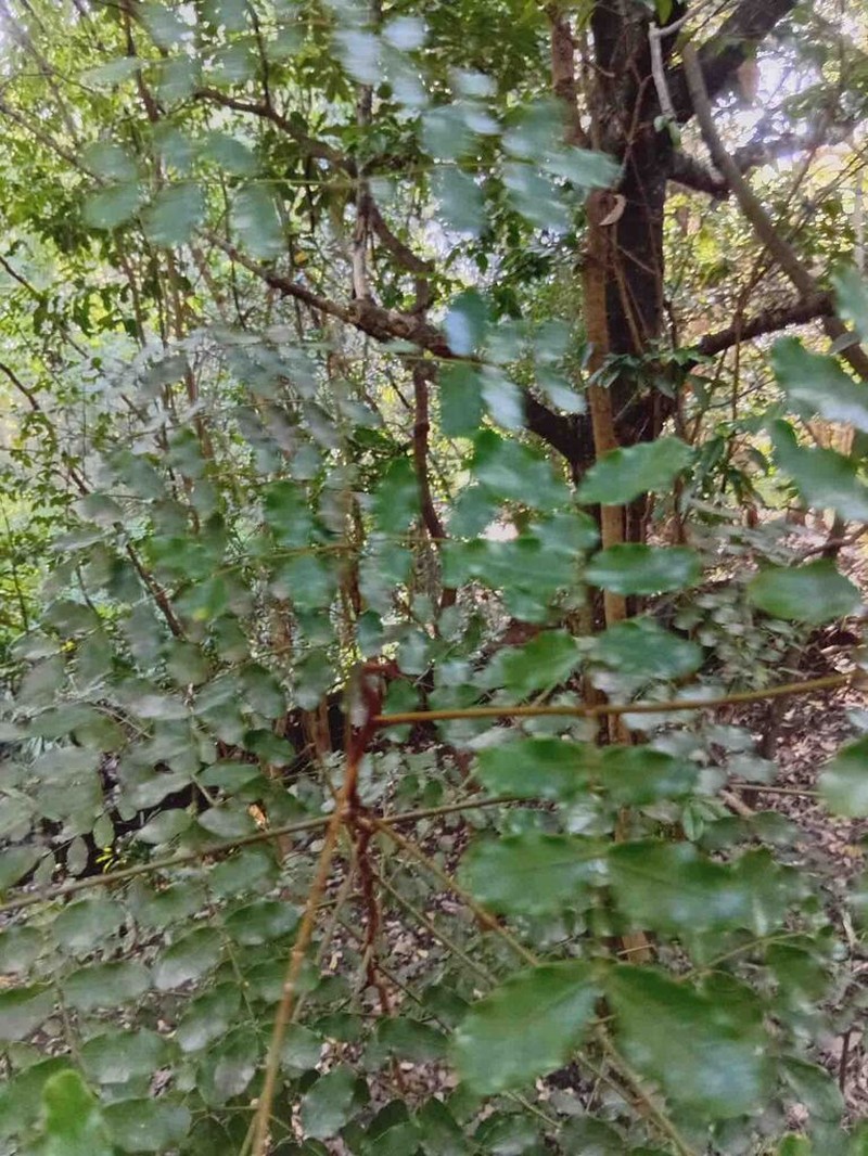Mezoneuron rubiginosum photo 2