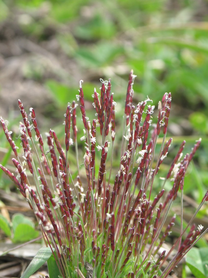 Early Sandgrass photo 5