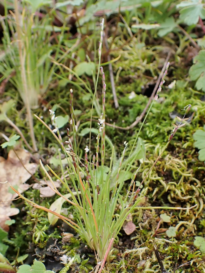 Early Sandgrass photo 2
