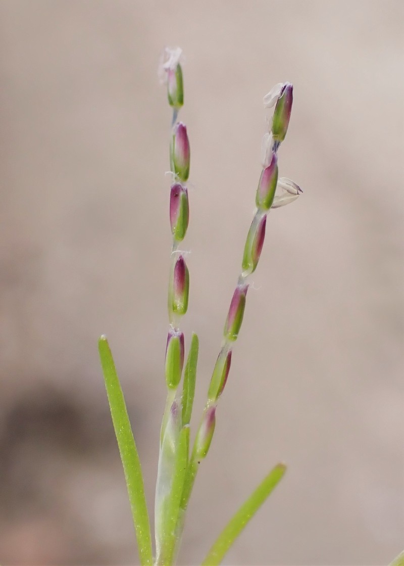 Early Sandgrass photo 3