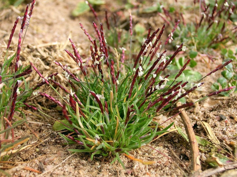 Early Sandgrass photo 4