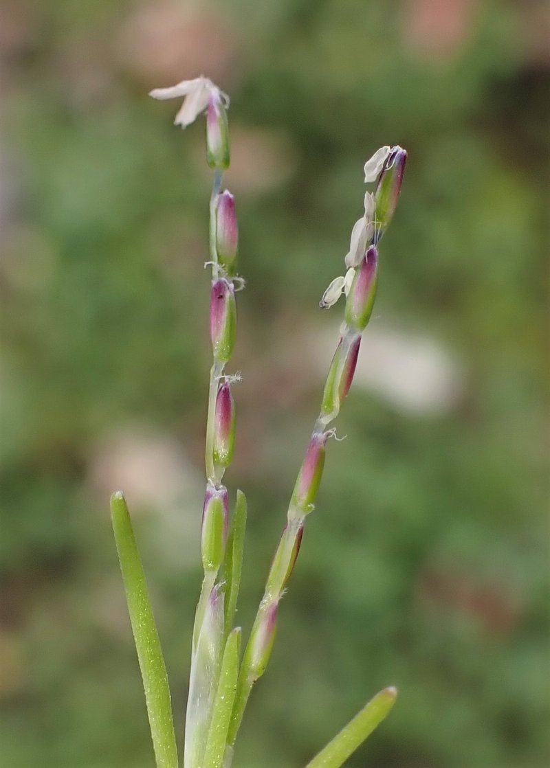 Early Sandgrass photo 7