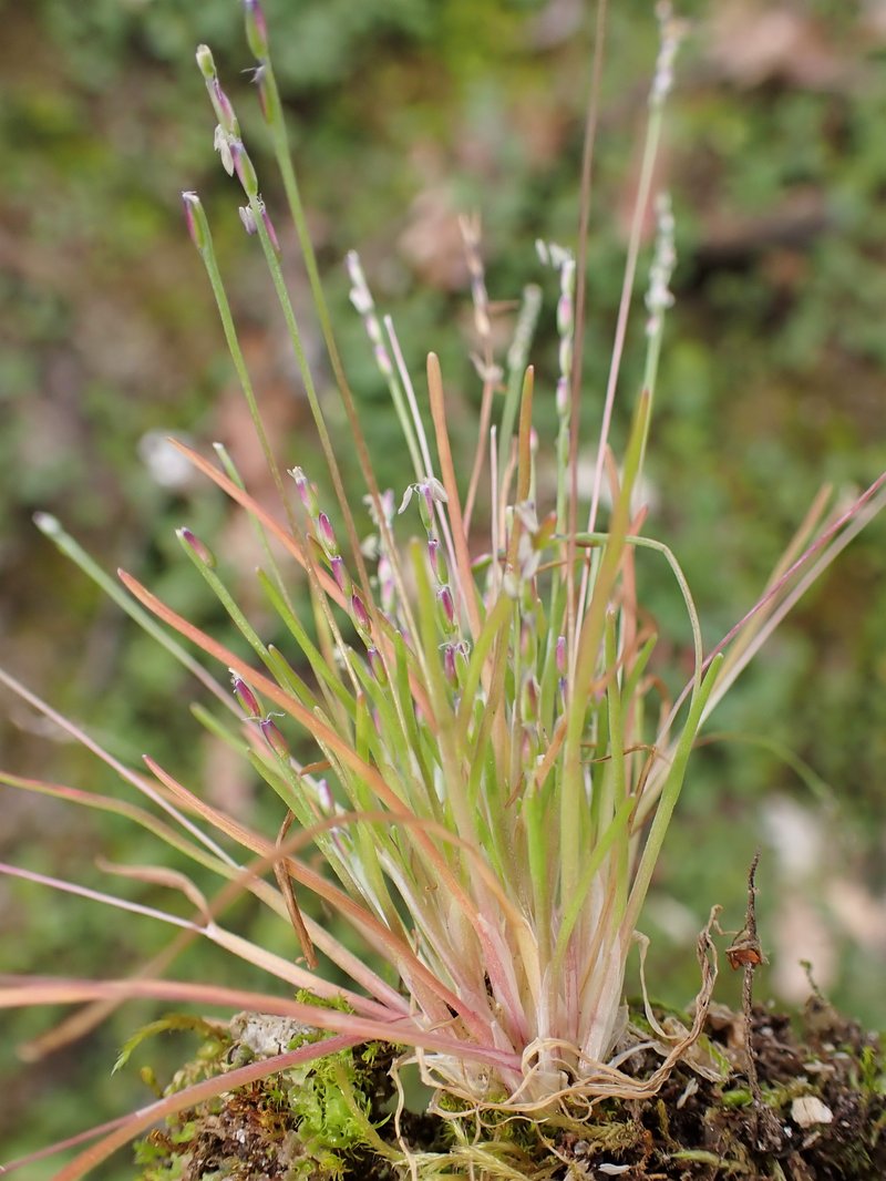 Early Sandgrass photo 8