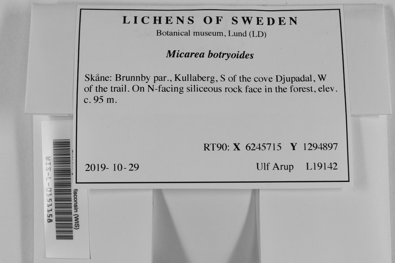 Micarea botryoides