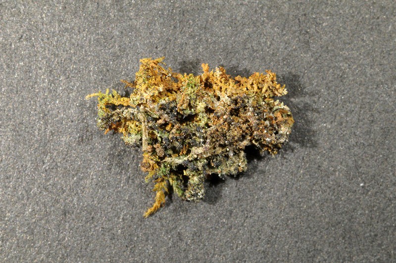Micarea botryoides photo 2