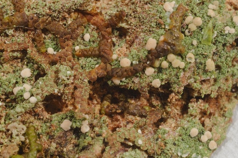 Dot Lichen