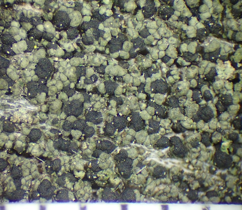 Dot Lichen