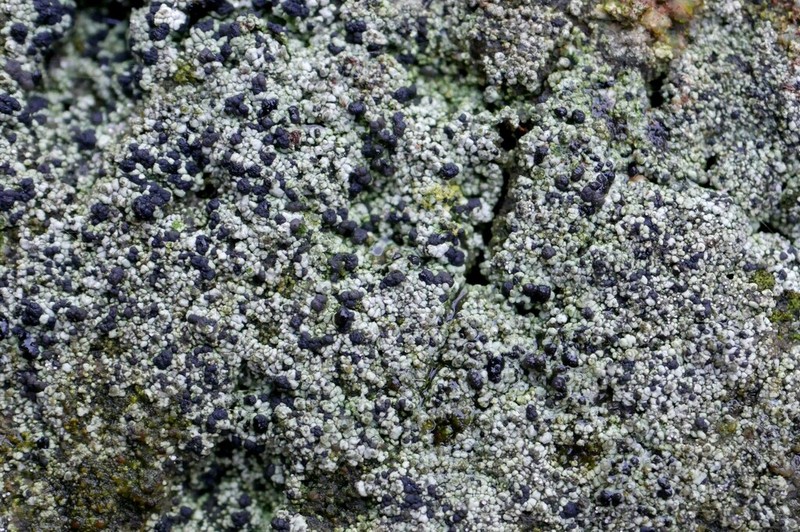 Dot Lichen photo 2