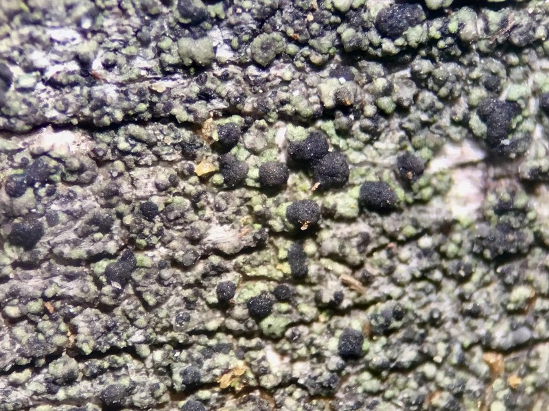Dot Lichen photo 3