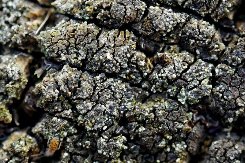 Dot Lichen photo 4