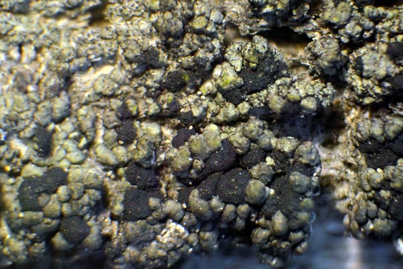 Dot Lichen photo 5