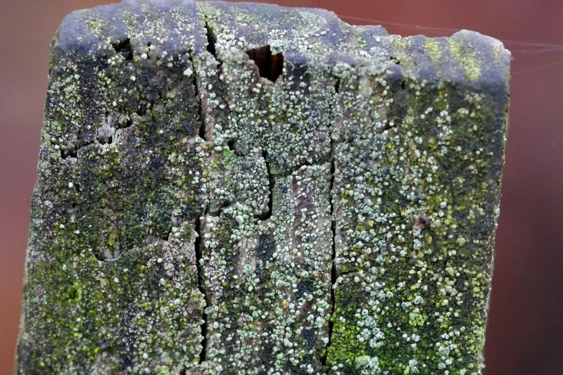 Dot Lichen photo 6