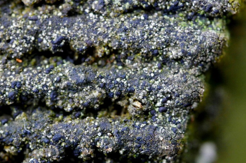 Dot Lichen photo 7