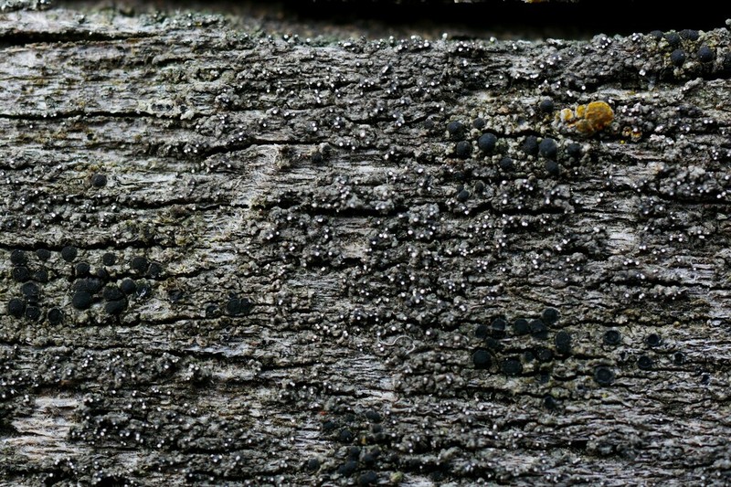 Dot Lichen photo 8