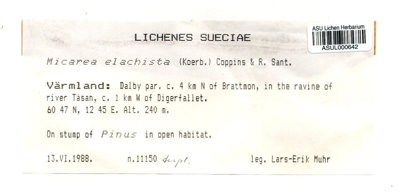 Dot Lichen